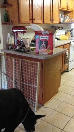 Gif of a parrot on a kitchen counter repeatedly tossing Milkbones to a dog.