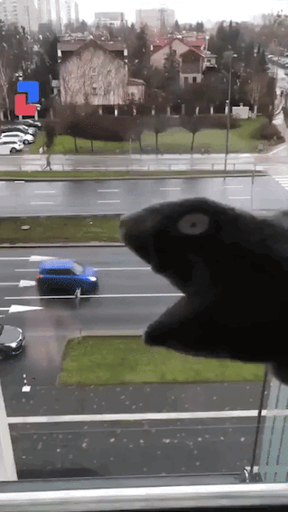 A sock puppet sits in front of a window overlooking a busy street. The sock puppet mimes eating the cars as they drive by the window. The gif is converted from a video @gnuman1979 posted on Twitter.