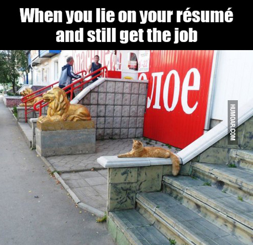 Golden cat posing like one of the lion statues, with the caption ''When you lie on your resume but still get the job''